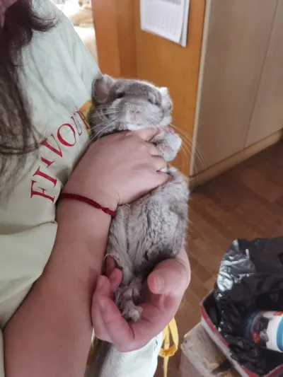 精选麦扣 31