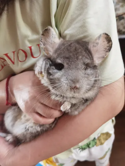怀里抱着的灰白小龙猫