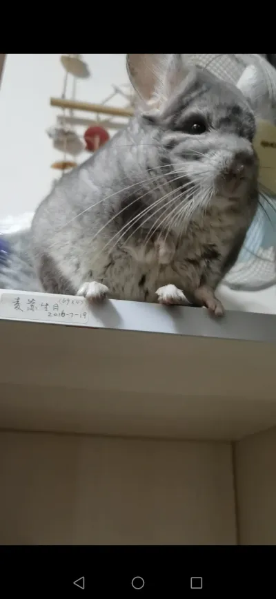 精选麦扣 64