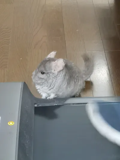精选麦扣 27