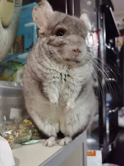 圆滚滚抬手的小龙猫