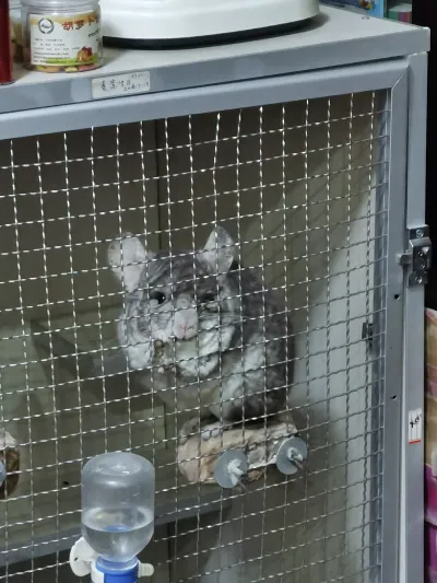 精选麦扣 25