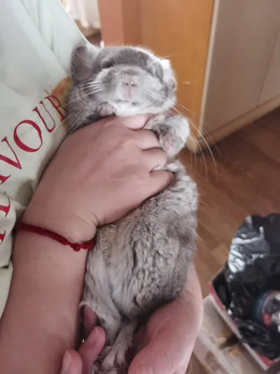 仰头被挠下巴的小龙猫