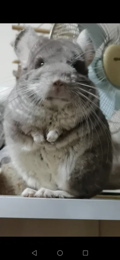 精选麦扣 61