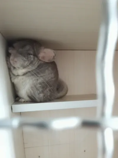 精选麦扣 24