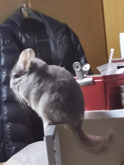 精选麦扣 20