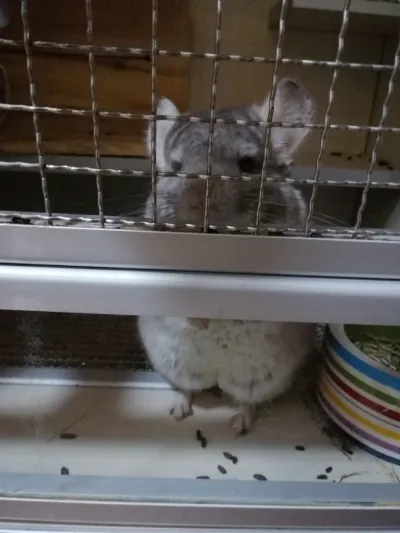 精选麦扣 13