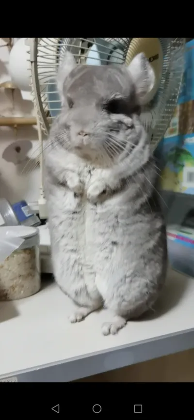 精选麦扣 56