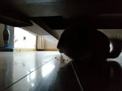 精选麦扣 10