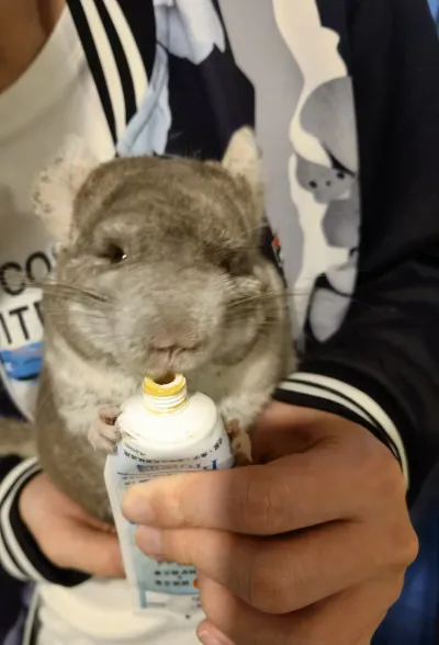 啃药膏管子的小龙猫