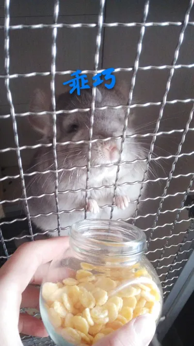 精选麦扣 7