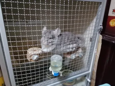 精选麦扣 16