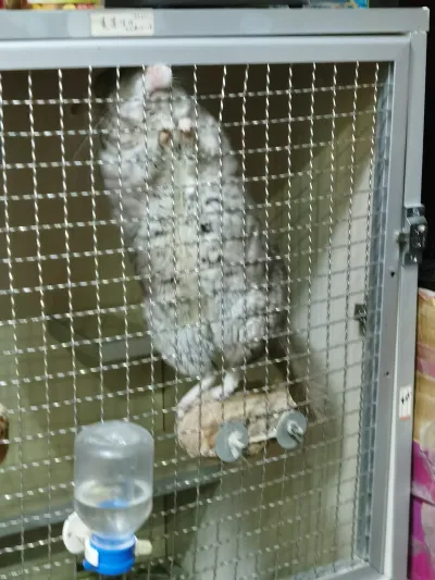 精选麦扣 26