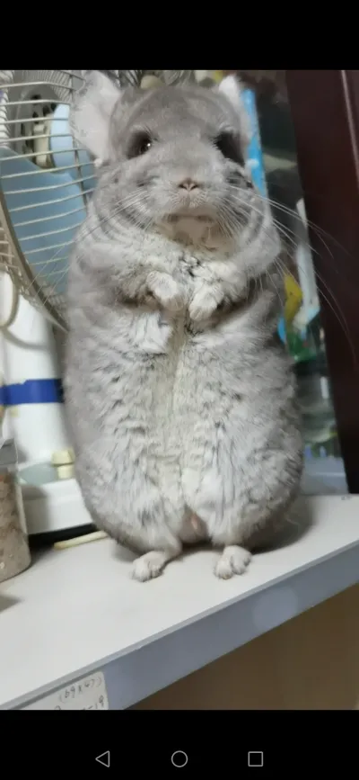 电风扇前直立的小龙猫