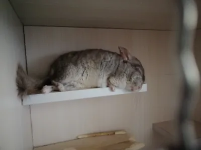精选麦扣 14